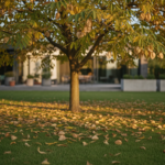 découvrez les principaux inconvénients du savonnier (koelreuteria paniculata) pour votre jardin et comment les gérer au mieux.