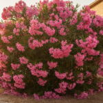 découvrez comment tailler un laurier rose efficacement avec les bonnes périodes et gestes essentiels pour favoriser sa croissance et sa floraison.